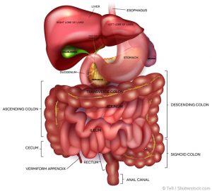 Gastroenterology